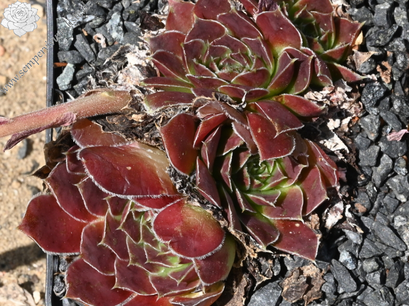 Korspelse Raviya / Jovi