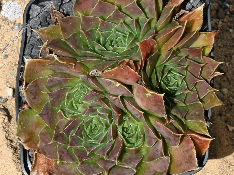 Korspelse Tagga / Jovi