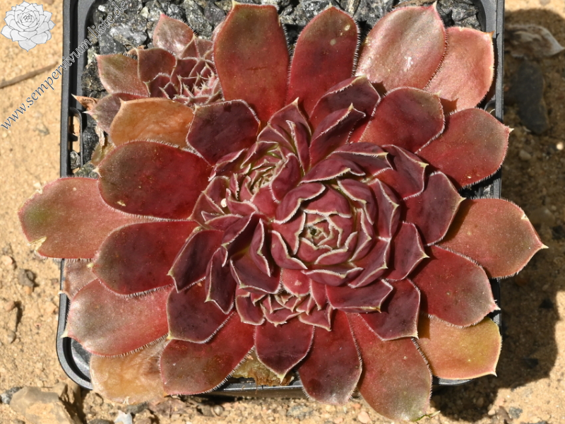 Matra Massief / Jovi