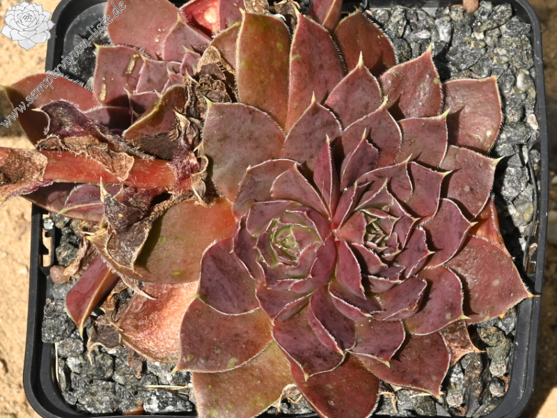 Mount Quechua / Jovi