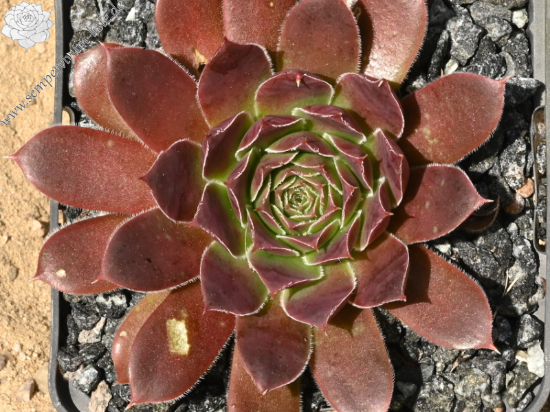 Pinatombito / Jovi