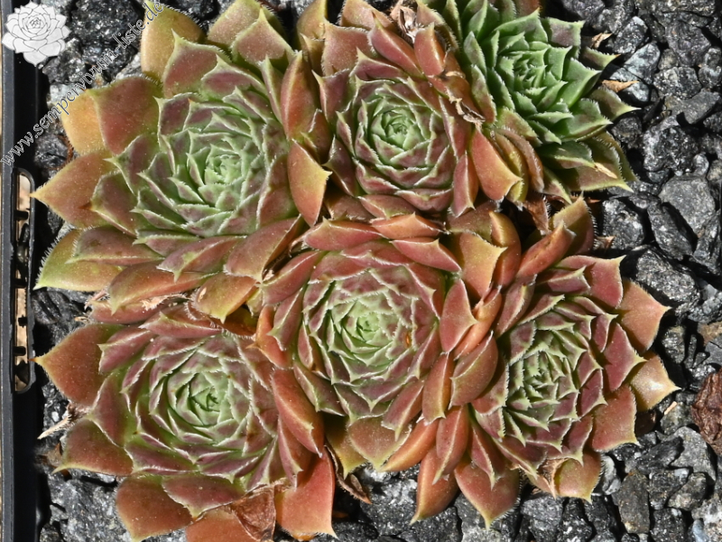 Pink Mandarin / Jovi