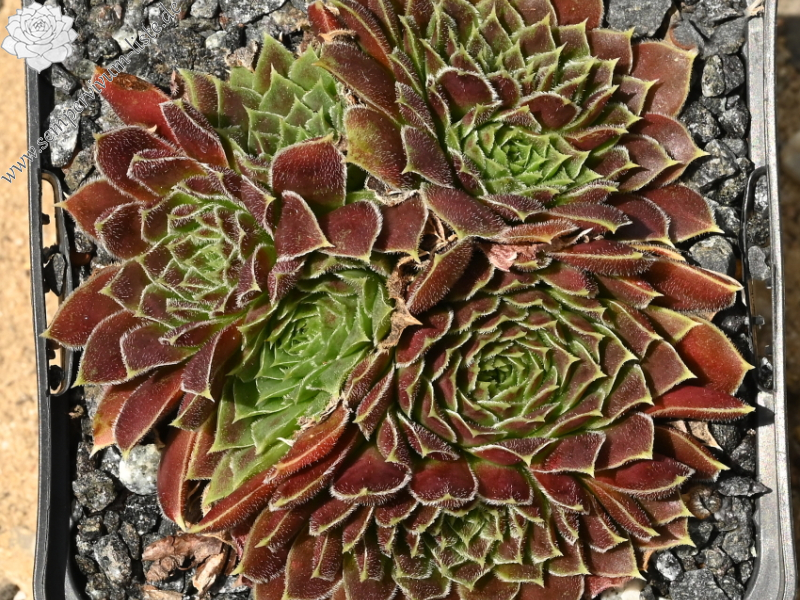 Rosette Kokette / Jovi