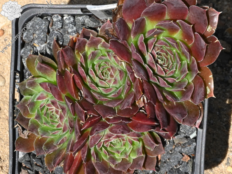 Rotgoldschale / Jovi