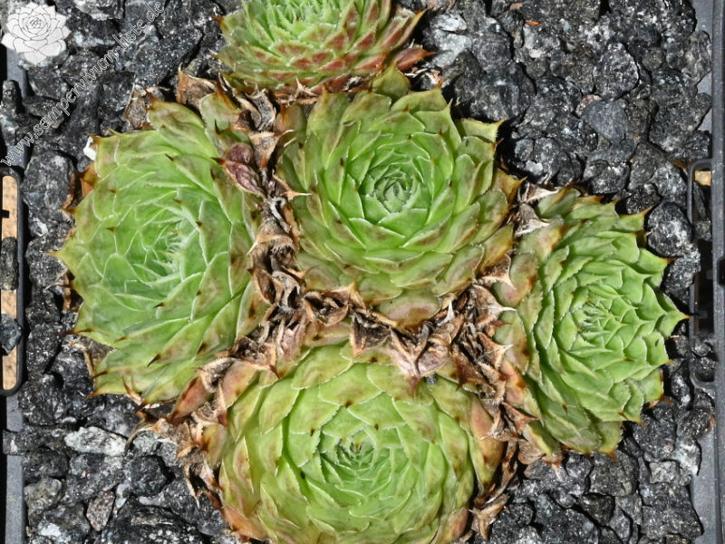 Silver Dancer / Jovi