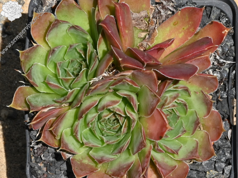 Tristande Cunha / Jovi