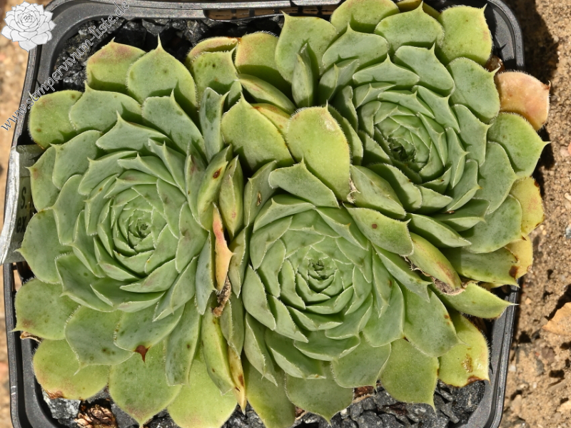 heuffelii (glabrum) from Vitse