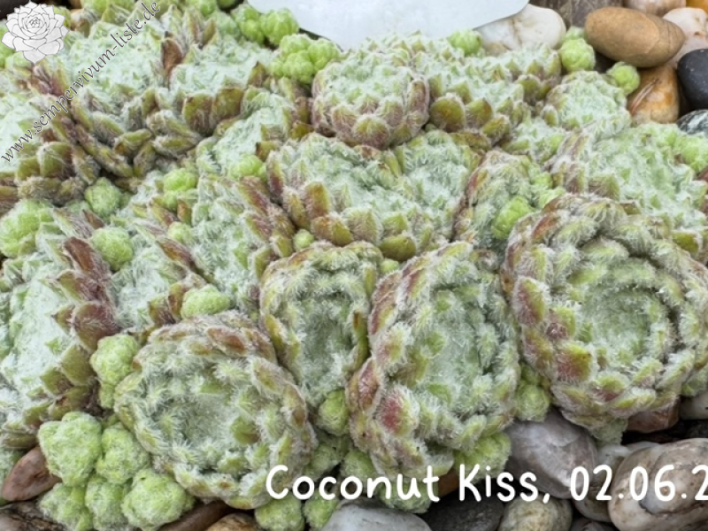 Coconut Kiss