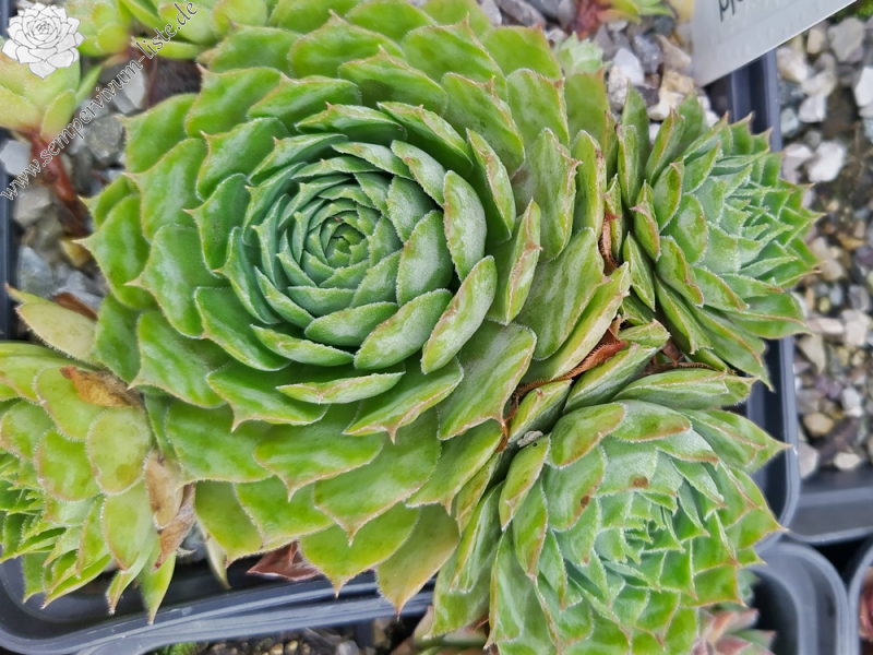 Supersemps® Emerald