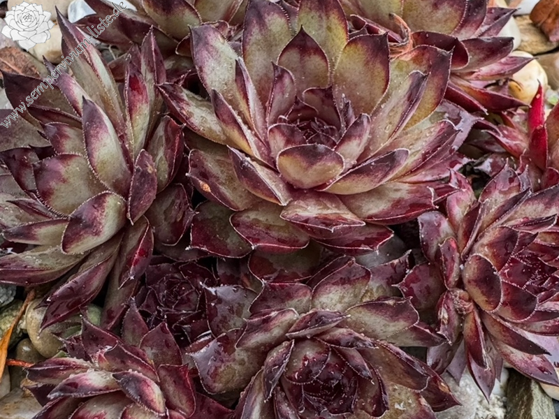 Fifty one Shades (NG)