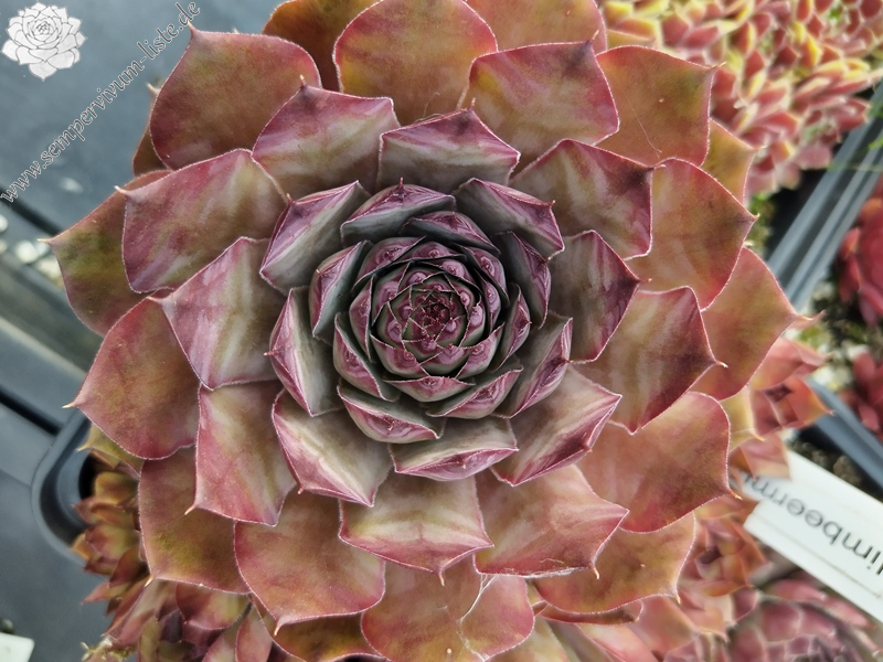 Himbeermund