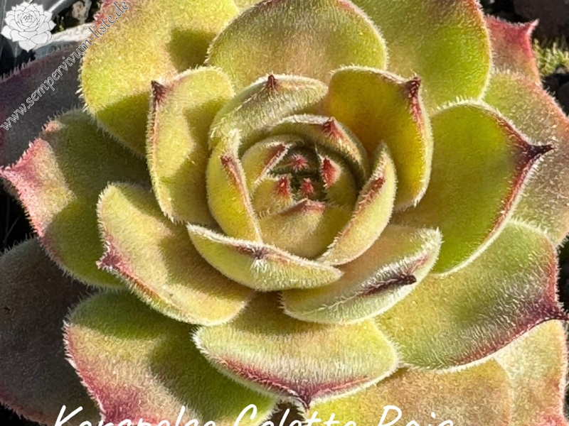 Korspelse Colette Rais