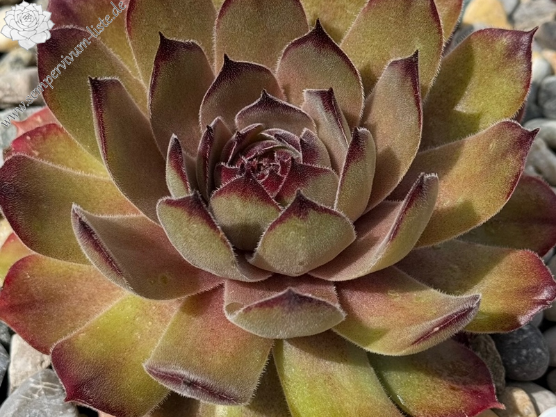 Korspelse Colette Rais