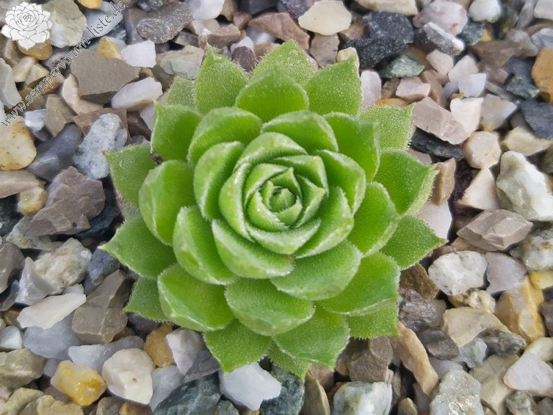 Lime Fresh