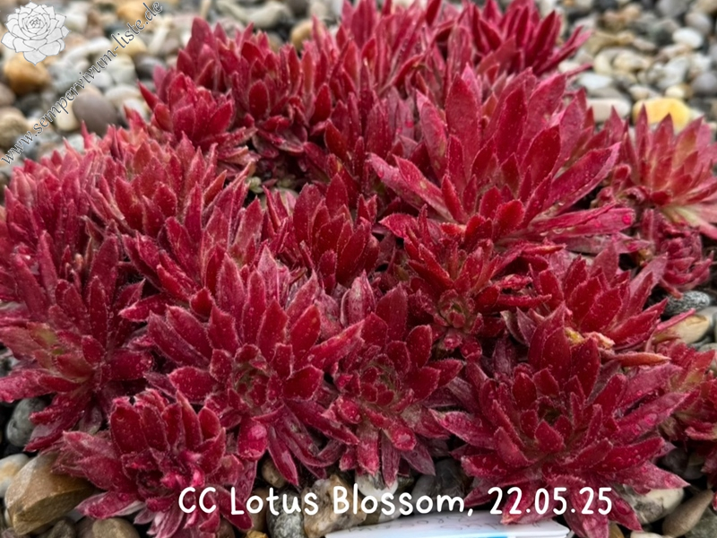 Chick Charms® Lotus Blossom (NG)