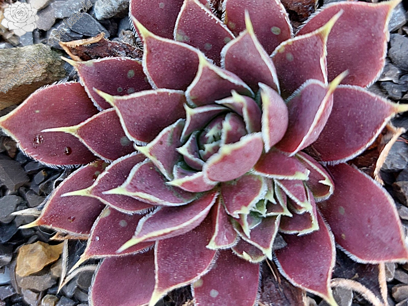 Queen of Sheba / Jovi