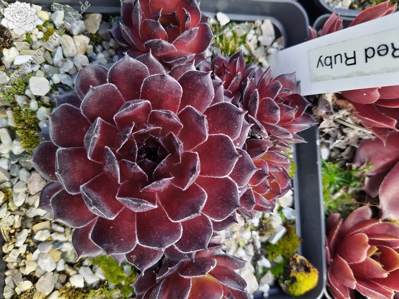 Red Ruby