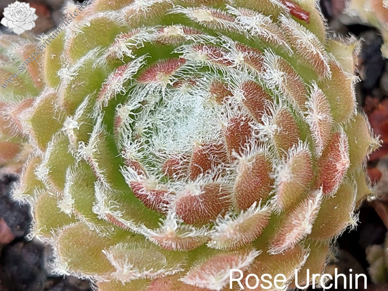 Rose Urchin