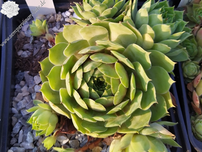 Supersemps® Emerald