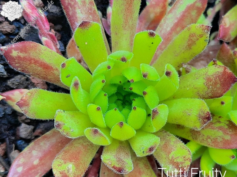 Tutti Fruity
