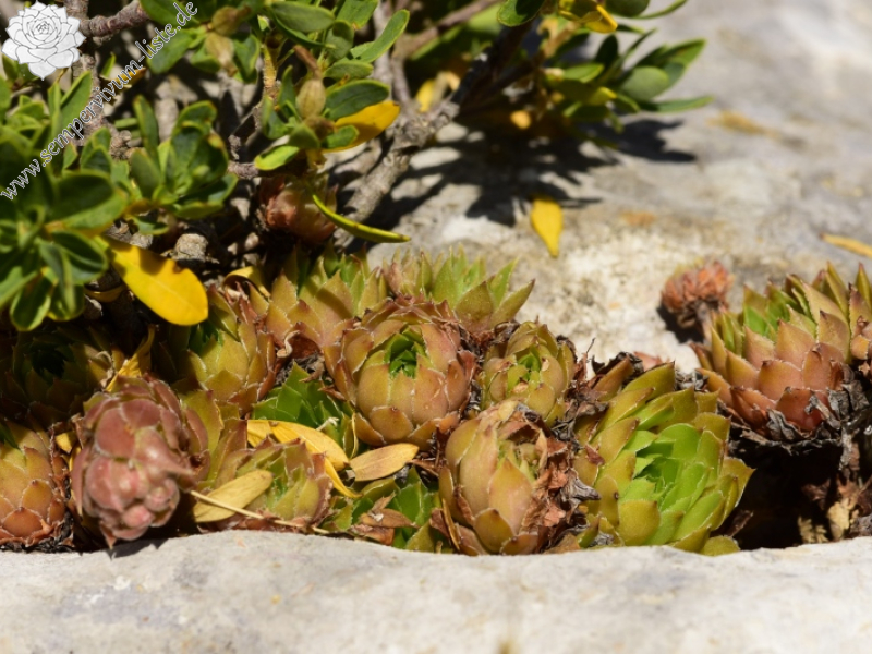 marmoreum ssp. marmoreum from Astraka, Hütte