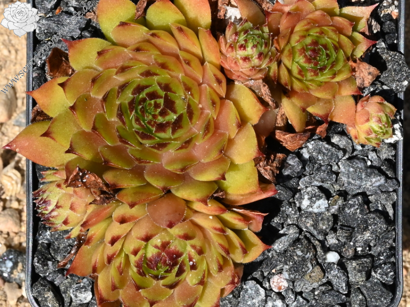 Black Forest Campfire