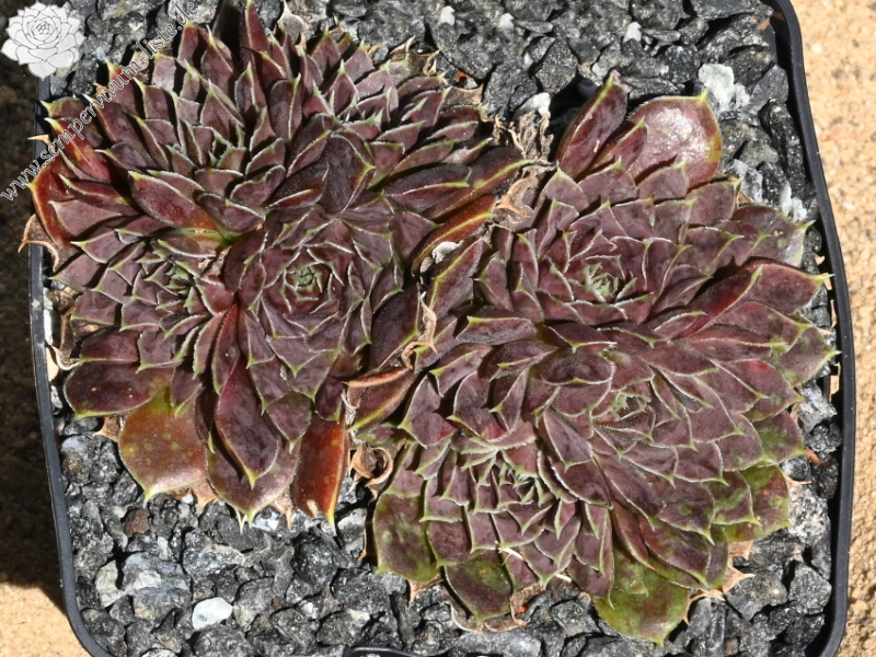 Glowing Light / Jovi