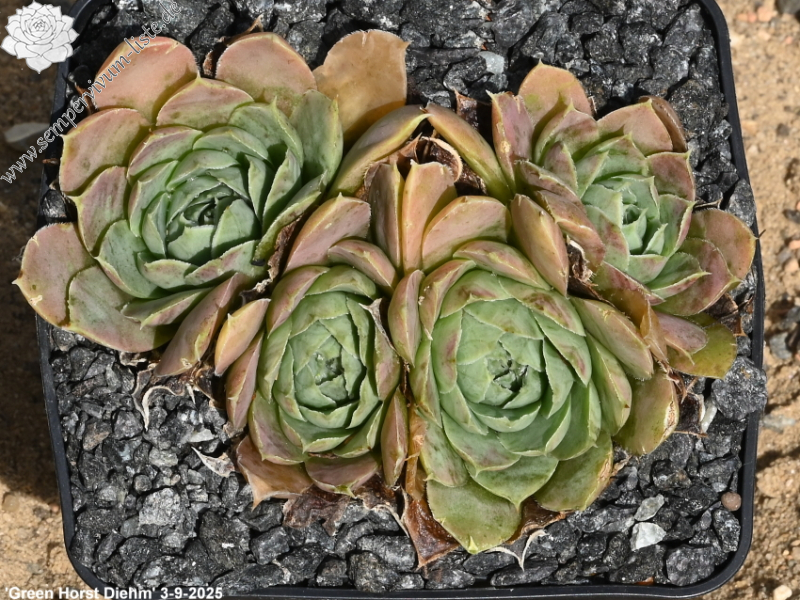 Green Horst Diehm / Jovi