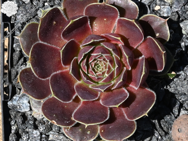 Korspel Dunkle Schone / Jovi