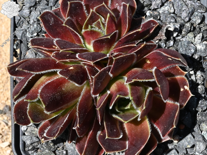 Korspel Foggy Dew / Jovi