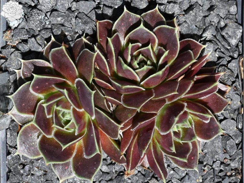 Korspelse Fayola / Jovi