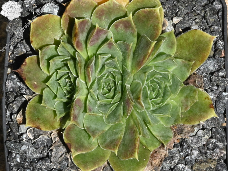 Korspelse Hiloria / Jovi