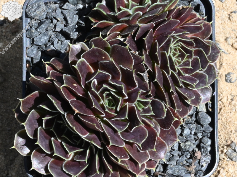 Korspelse Jeanique / Jovi