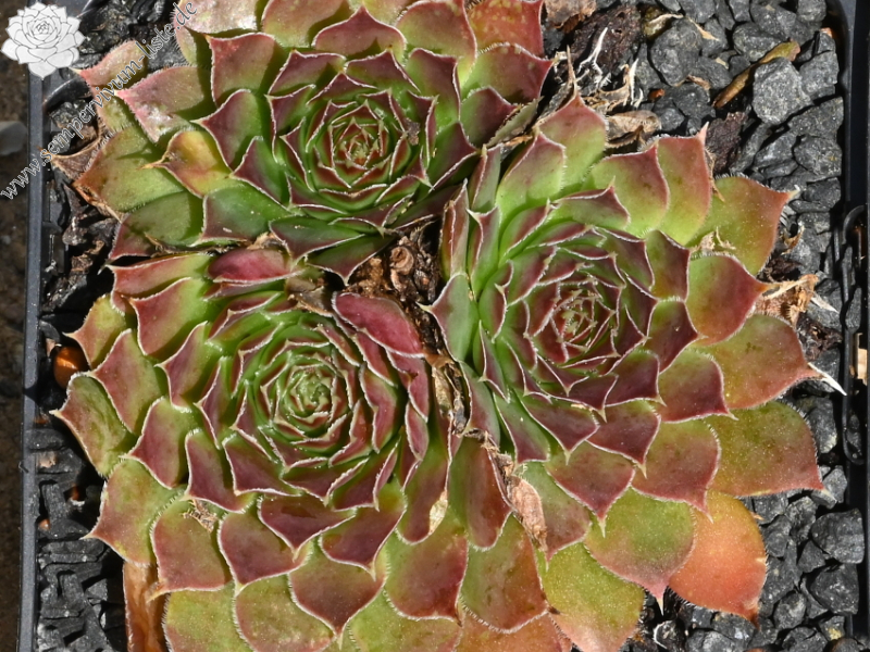 Korspelse Joellane / Jovi