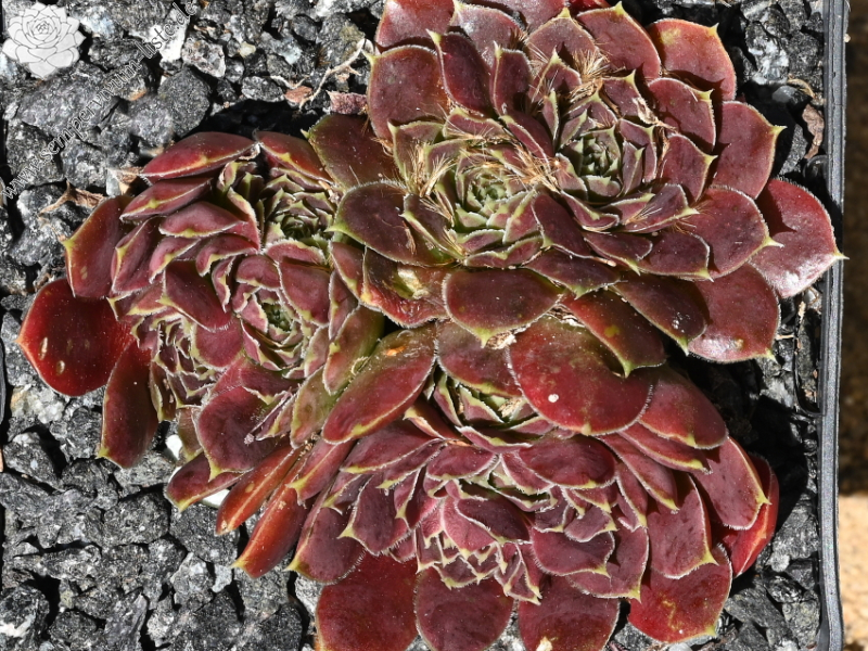 Korspelse Pirkko / Jovi