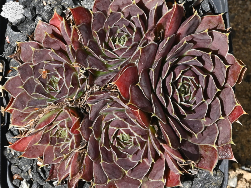 Korspelse Tiga / Jovi