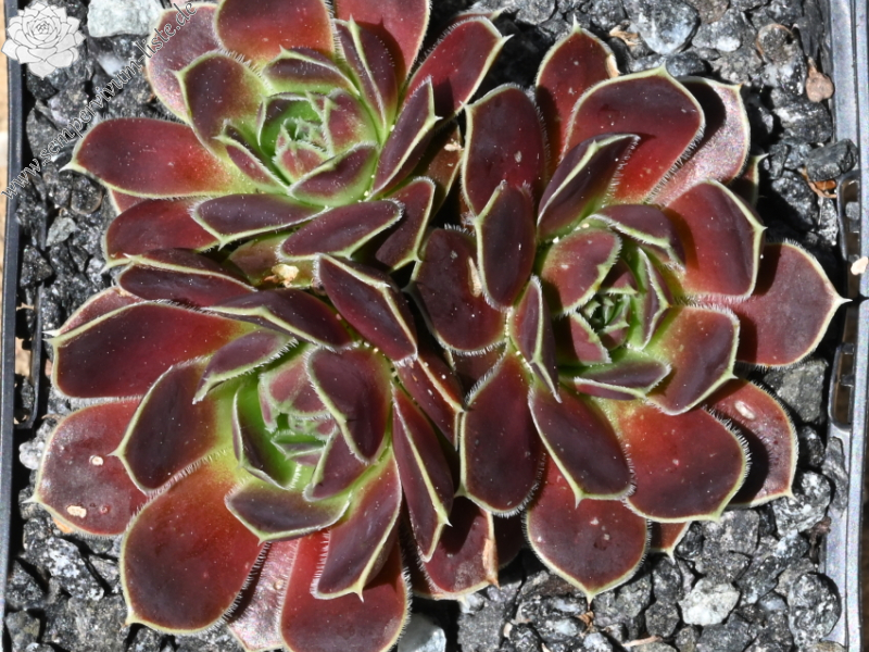 Korspelse Yokheved / Jovi