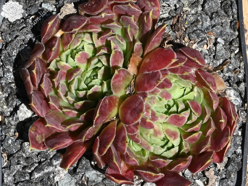 Liliane St. Pierre / Jovi