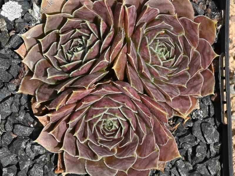 Marita / Jovi