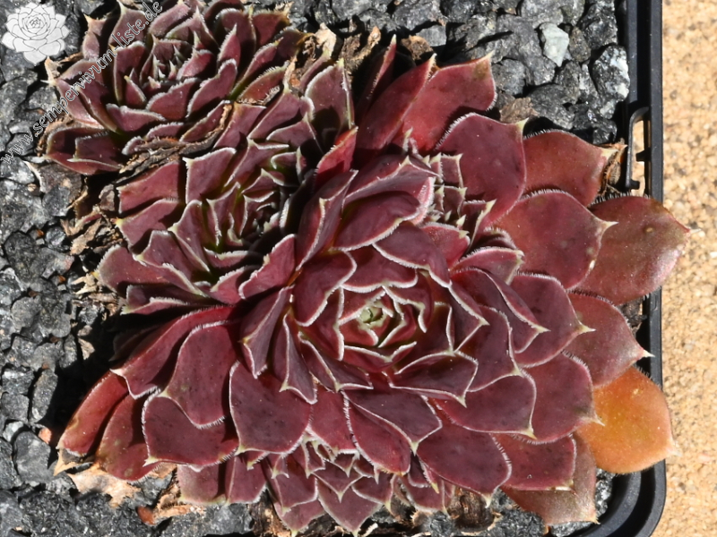 Matra Massief / Jovi