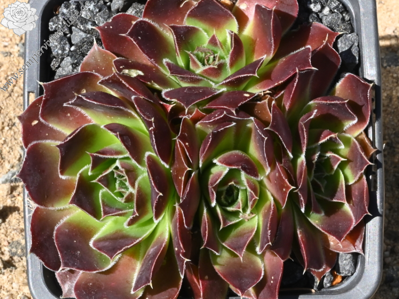 Mount Mackinley / Jovi