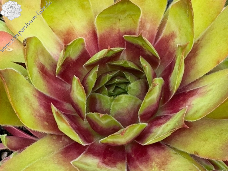 Croton