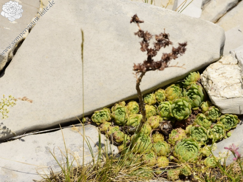 marmoreum ssp. reginae-amaliae from Koutsomitros, 1