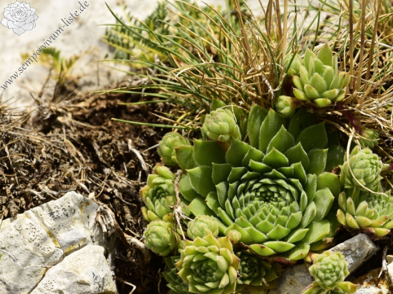 marmoreum ssp. reginae-amaliae from Koutsomitros, 1