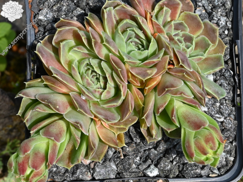 Darts Brilliant / Jovi