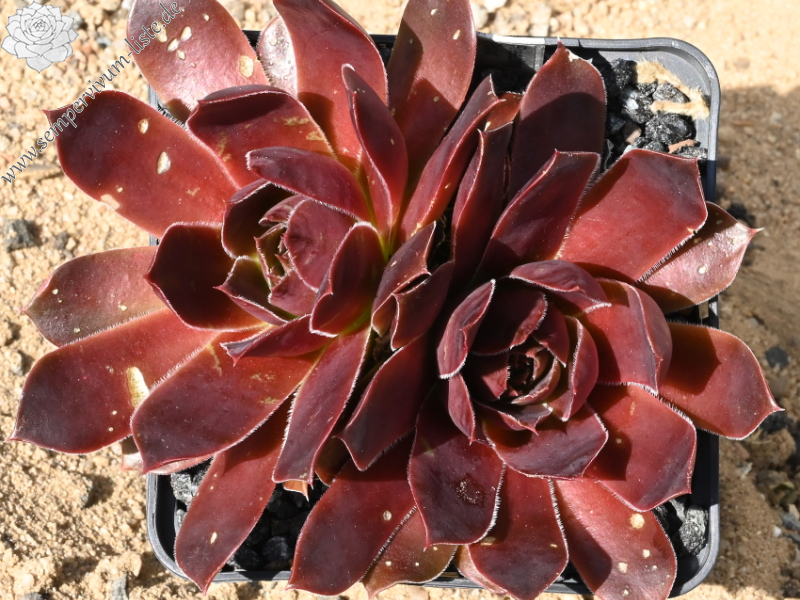 Freezing Point / Jovi