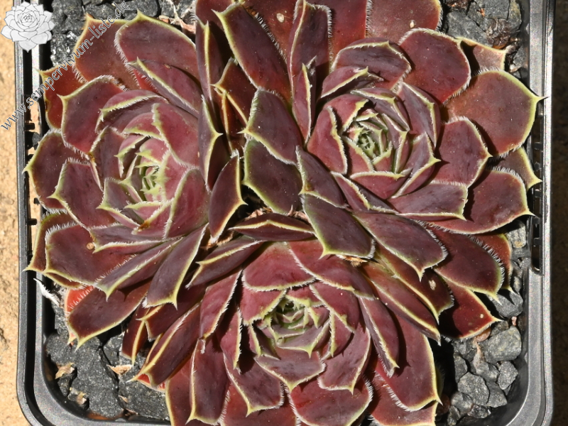 Kaus Australis / Jovi