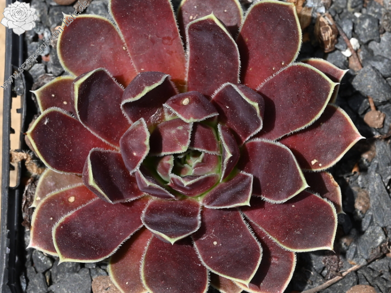 Korspel Grand Entrance / Jovi