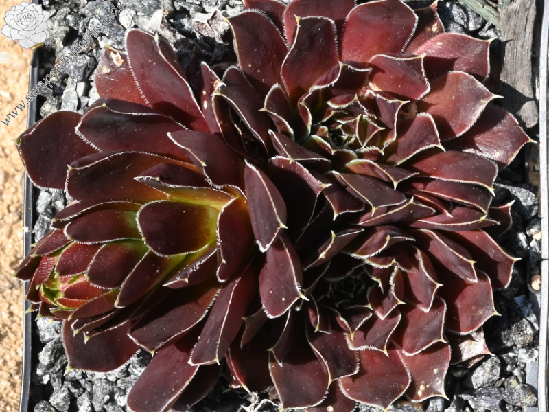 Korspelse Floteal / Jovi