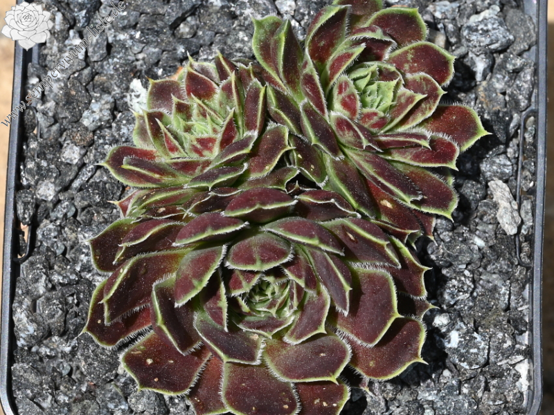 Korspelse Gheylle / Jovi